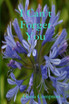 I Can't Forget You