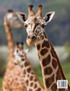 How Animals Live