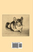 Chinchilla Care