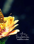The Wellness Transformation Planner