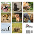 Baby Animals, A No Text Picture Book