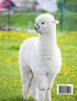 Llama and Alpaca Coloring Book for Kids