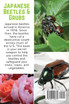 Japanese Beetles and Grubs