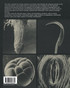 Scanning Electron Microscopy in BIOLOGY