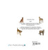 Big Cats / Gatos Grandes