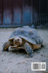 Animals around the World