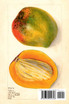 Pomological Watercolor Paintings