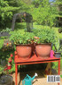 Starting Your First Potted Vegetable Garden