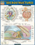 Anatomy: Microstructures