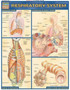 Respiratory System
