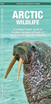 Artic Wildlife