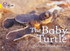The Baby Turtle