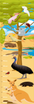 Height Chart-Aussie Animals