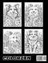 Collie Canvases