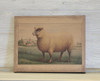 8X10 One Sheep