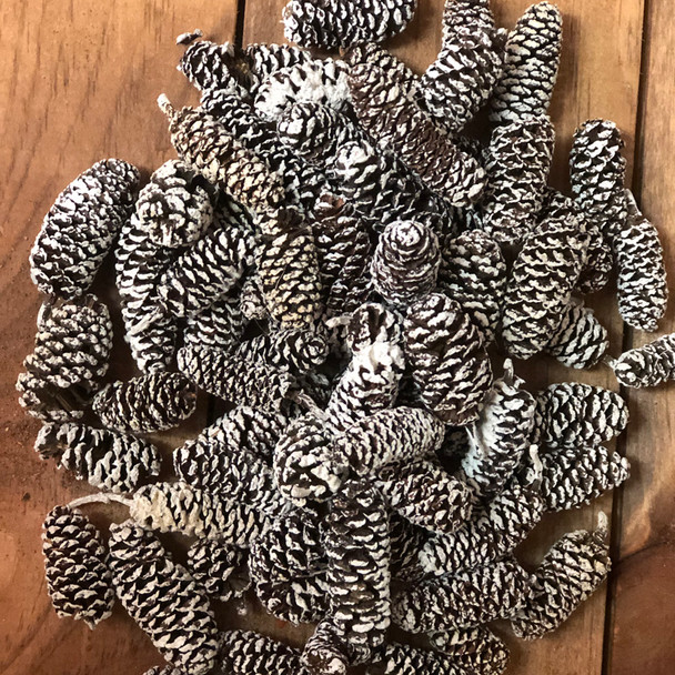 Birch Cones- White Tipped 1Lb