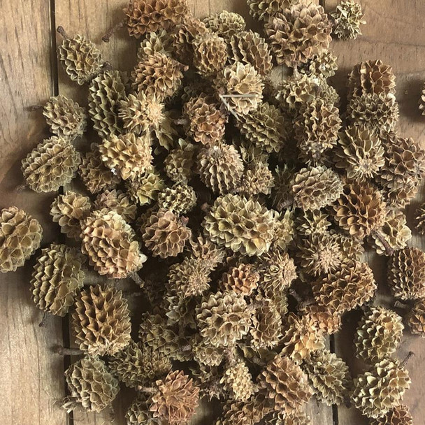 Casurina Pod-Natural 24oz Bag
