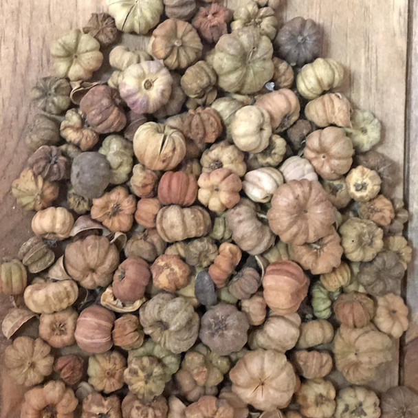 Putka Pods Natural 1lb Bag
