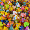 Rubber Duckies Bulk 500 Pieces