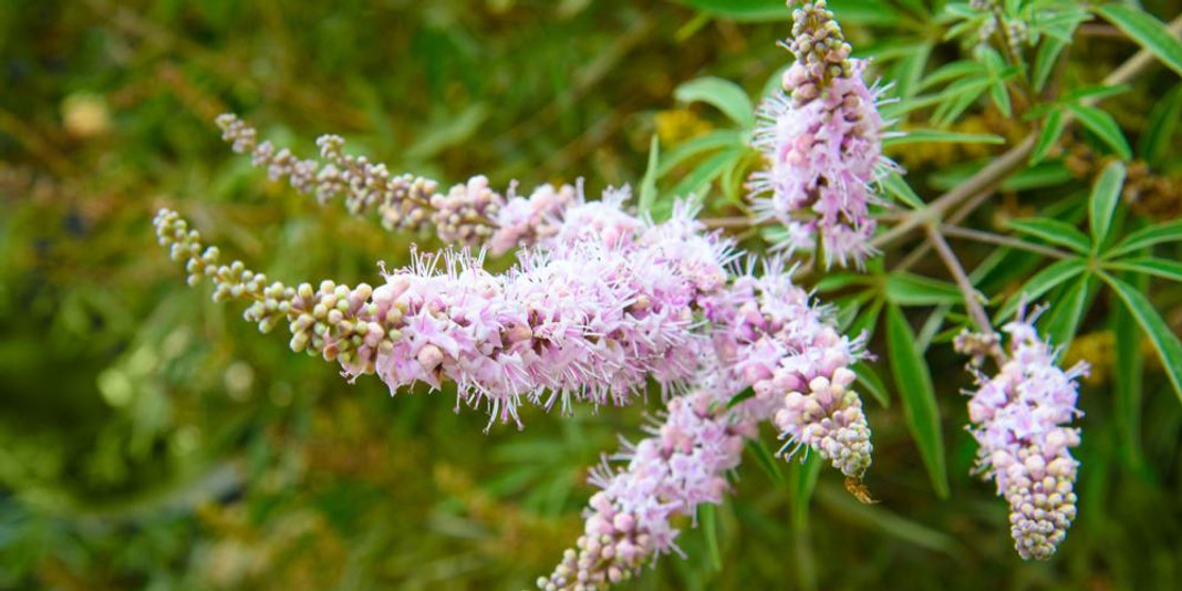 Polycystic Ovarian Syndrome (PCOS)