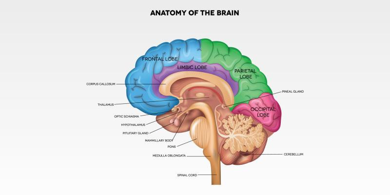Sarah’s Health Notes: Sharpen Up Your Brain!