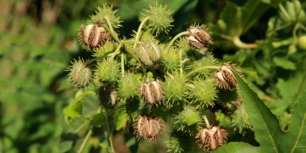 Castor Oil: The Beauty Essential Taking Social Media by Storm Castor Oil: The Beauty Essential Taking Social Media by Storm