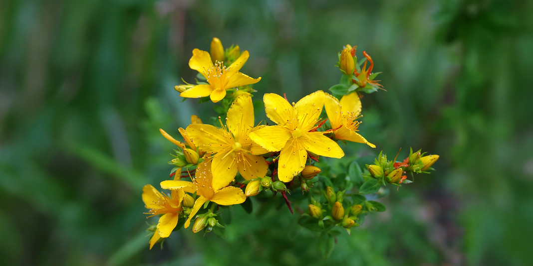 Natural Alternatives To Pharmaceutical Antidepressants Natural Alternatives To Pharmaceutical Antidepressants