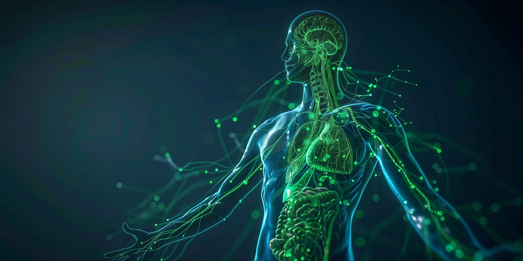 The Lymphatic System