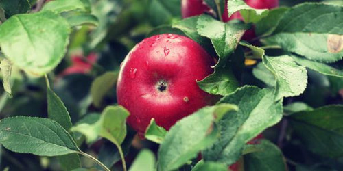 Apples