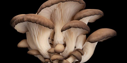 Fungal Toenails Treatment