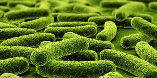 Probiotics: The Most Important Supplement For The Whole Family