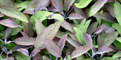 Sage Complex: Plant Oestrogens For Menopause Support
