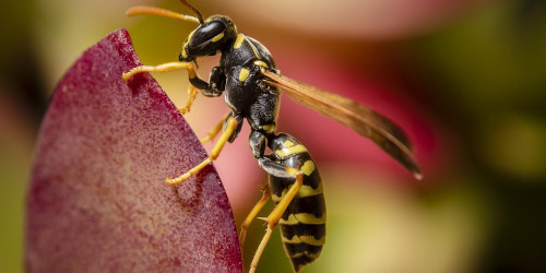 Sarah’s Health Notes: How To Treat A Wasp Sting
