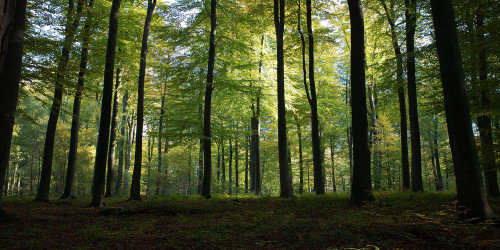 Sarah’s Health Notes: Why We All Need Vitamin N For Nature