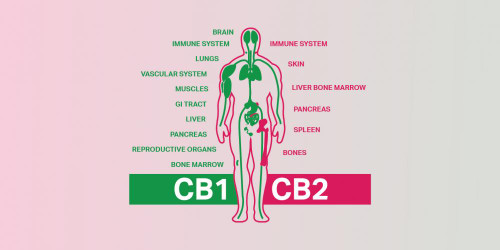 Supporting our Endocannabinoid System (ECS)