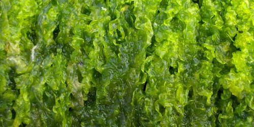 The Importance Of Iodine