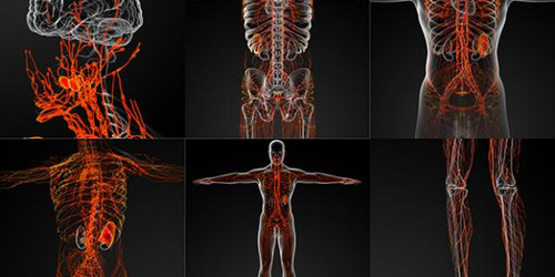 The Lymphatic System