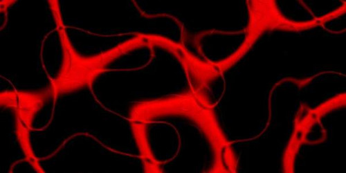 Arginine: The Amino Acid With Many Benefits