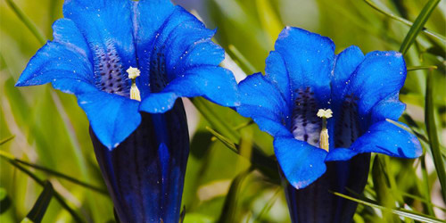 Try Gentian Tincture For Heartburn, Acid Reflux & GERD