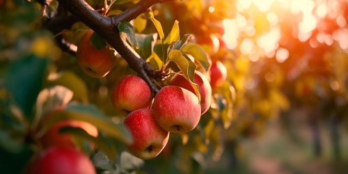 Apples