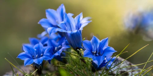 Try Gentian Tincture For Heartburn, Acid Reflux & GERD