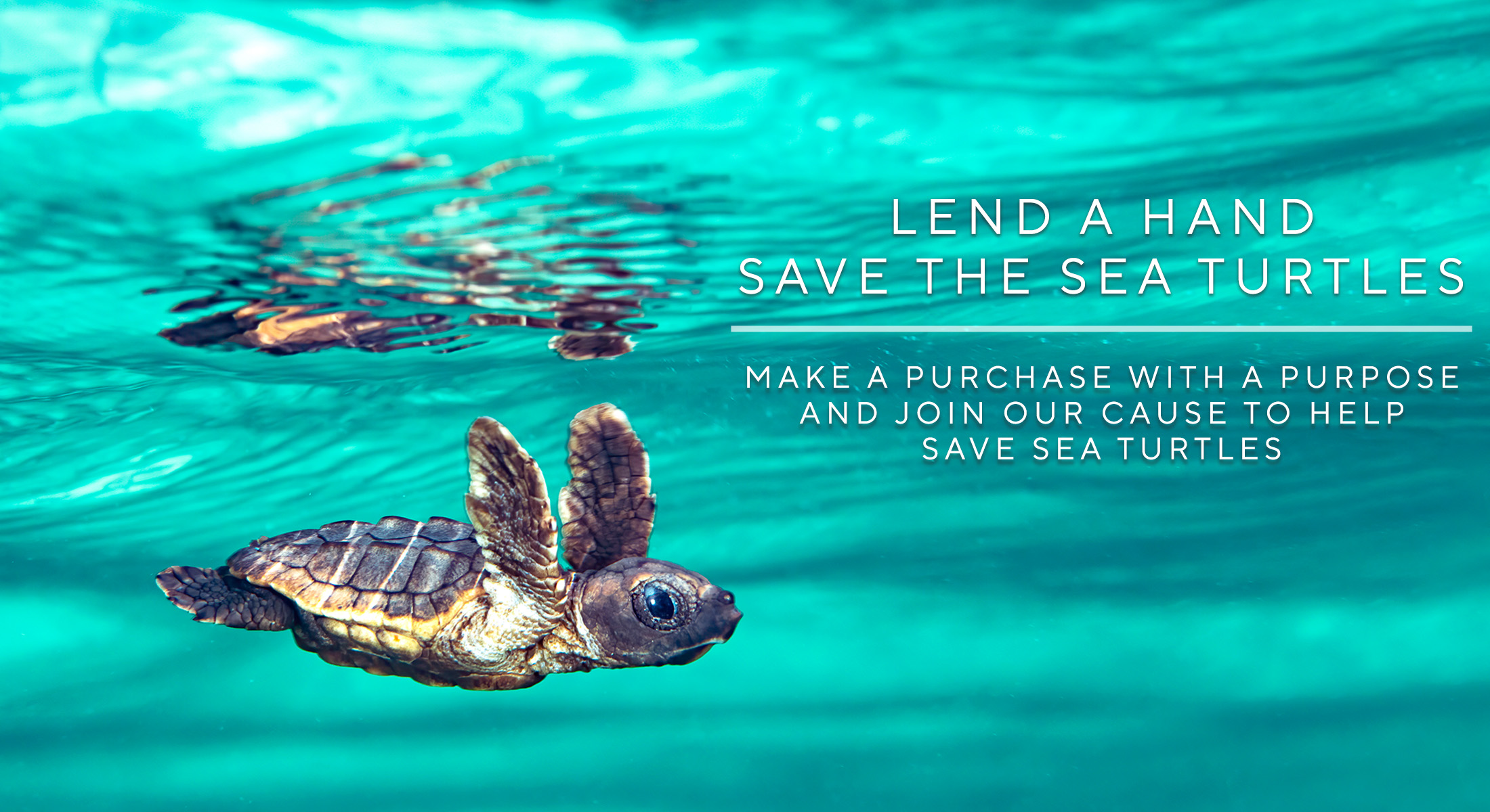 Save the Sea Turtles