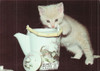 Dorothy Holby Photo Postcard of a Kitten, Ludlow Sales #CP39