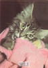 Dorothy Holby Photo Postcard of a Kitten, Ludlow Sales #CP44