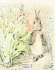 Tale of Benjamin Bunny Beatrix Potter Postcard Classico SF #206-012, 8x10"