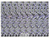 Skiing Magic Eye 3D Optical Illusion Postcard, Classico SF #528-030, 8x10"