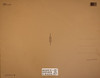 Stevie Ray Vaughn Sepia Poster Postcard by Classico SF #130-282, 11x14"