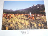 Philmont Scout Ranch Post card, Philmont Cattle