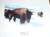 Philmont Scout Ranch Post card, Philmont Buffalo