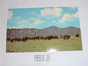 Philmont Scout Ranch Post card, Philmont Buffalo, 1950's-80's